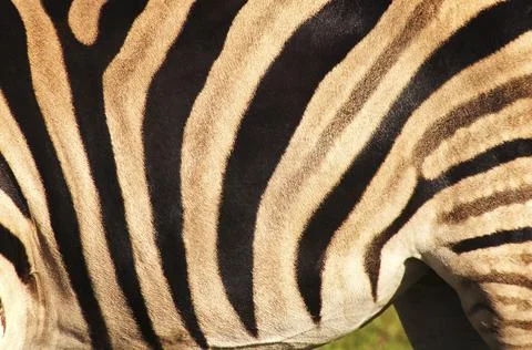 Zebra Stripes Foto stock