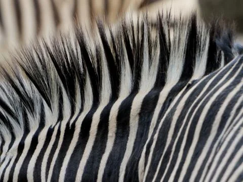 Zebra stripes 스톡 사진