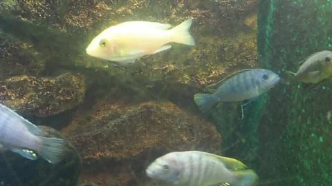 Zebra Stripped Fish in an Aquarium Stock Footage 346186767