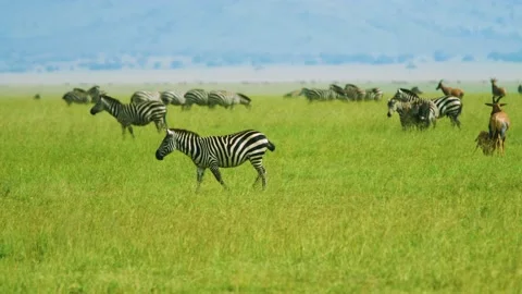 Zebra with stunning patterns walks across green open African Plains in the Stock Footage 135055378