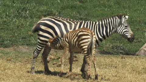 Zebra suckling at amboseli Stock Footage 72914586