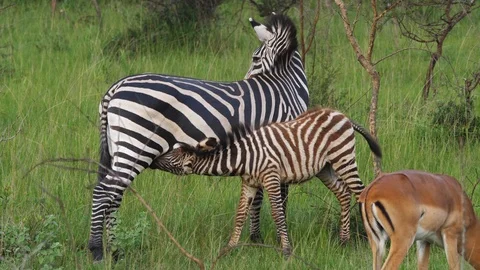 Zebra suckling Stock-Footage 101550834