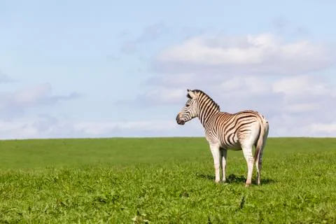 Zebra Summer Stock Photos