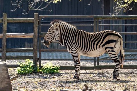 Zebra in Sunlight Stock Photos