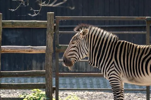 Zebra in Sunlight Stock Photos