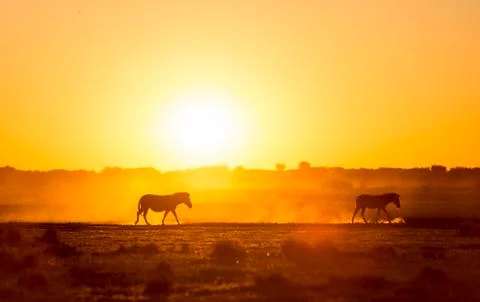 Zebra Sunset Botswana Stock Photos