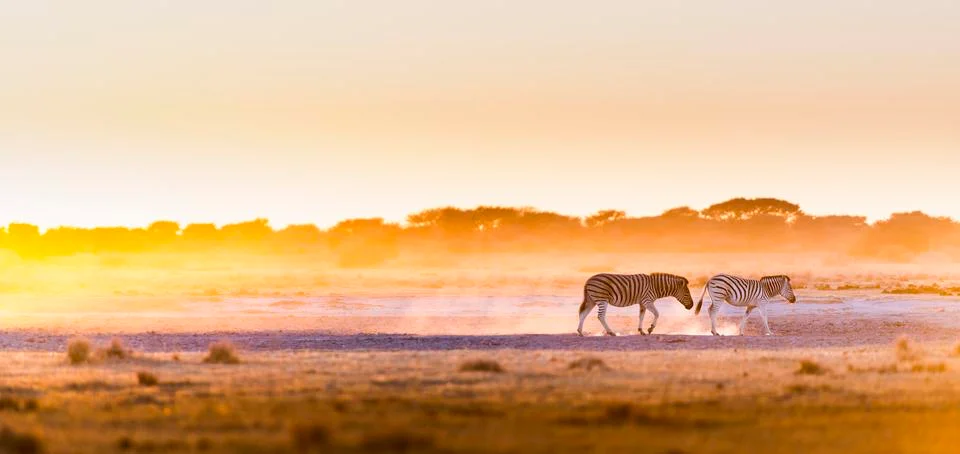 Zebra Sunset Botswana Stock Photos