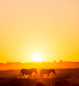 Zebra Sunset Botswana Stock Photos