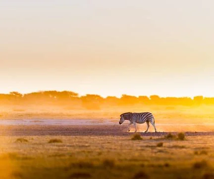 Zebra Sunset Botswana Zebra at sunset in Botswana, Africa with beautiful s... Stock Photos