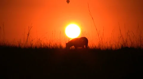 A zebra with sunset 스톡 동영상 891800