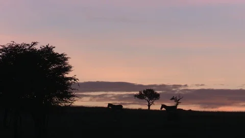 ZEBRA AT SUNSET Video stock 88102226
