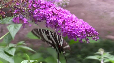 Zebra swallowtail butterfly Stock Footage 53108577