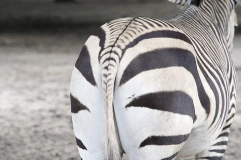 Zebra tail Stock Photos