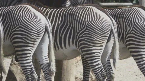 Zebra Tails, Slow Motion  Stock Footage 65831973