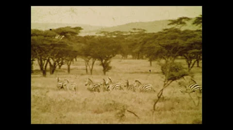 Zebra, Tanzania 1937 動画素材 27217982