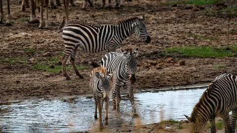 Zebra in Tanzania Stock Photos
