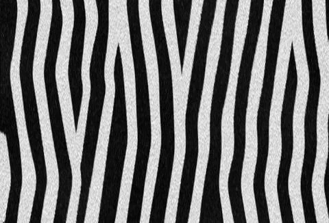 Zebra texture, Abstract イラスト素材