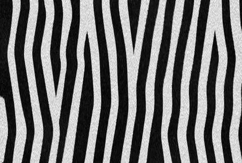 Zebra texture Abstract raster zebra texture background Copyright: xZoonar.... Stock Photos