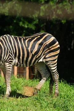 Zebra texture and stripes Foto stock