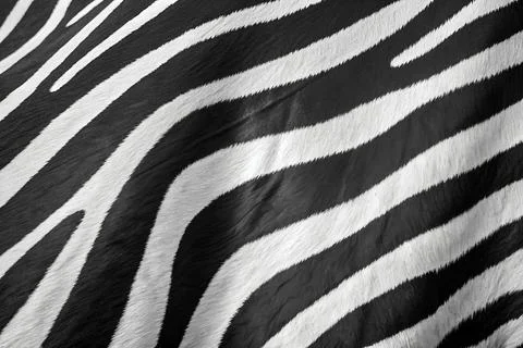 Zebra Texture Background Stock Photos