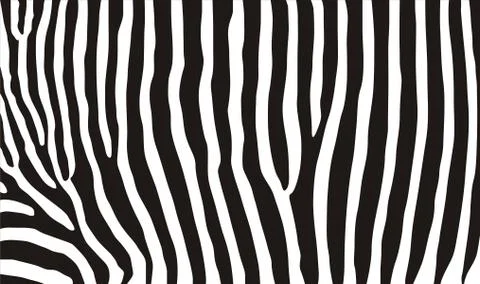 Zebra texture Stock Illustration