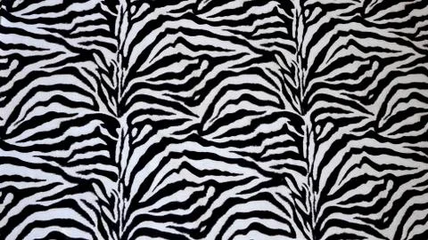Zebra texture Stock Photos