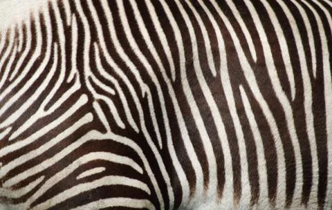Zebra texture Stock Photos