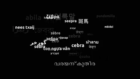 Zebra Translated in 44 Worldwide Languages Endless Looping 3d Zooming Wordclo Video stock 145223565