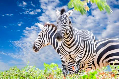 Zebra Trio Stock Photos