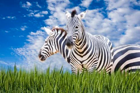 Zebra Trio Stock Photos