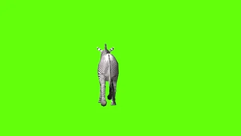 Zebra trot green screen animation 3D rendering Stock Footage 297202366