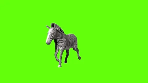 Zebra trot green screen animation 3D rendering Stock Footage 297202398