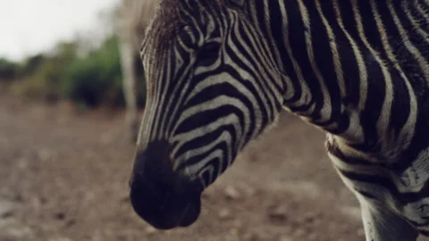 Zebra turning and looking straight at the camera Stock Footage 278828532
