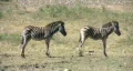 Zebra two young standing broadside HD HD Footage