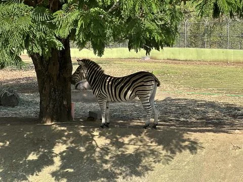 Zebra under a tree in a zoo enclosure Foto stock