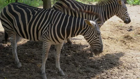Zebra under tree in the zoo park Stock-Footage 139963314