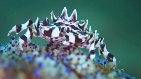 Zebra Urchin Crab Stock Footage 58776569