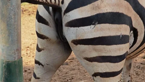 A zebra urinating in the nature. Stock Footage 310344243