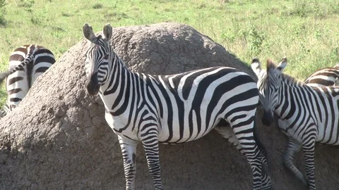 A zebra uses an anthill to scratch himself Stock Footage 98606161