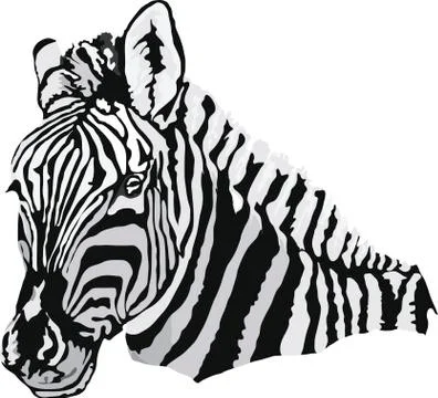 Zebra Vector Stock Illustration