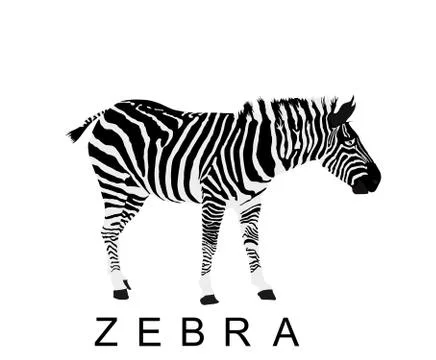 Zebra vector illustration isolated on white background Stock Illustration