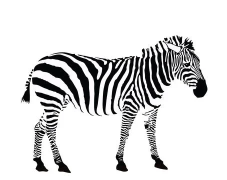 Zebra vector illustration isolated on white background. Illustrazione stock