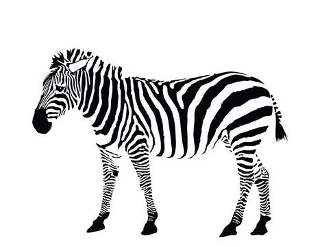 Zebra vector illustration isolated on white background. Illustrazione stock