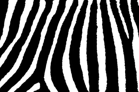 Zebra - vector striped pattern Illustrazione stock