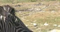 Zebra very close face HD HD Footage