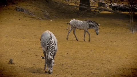 Zebra vision simulation - red-green colo... | Stock Video | Pond5