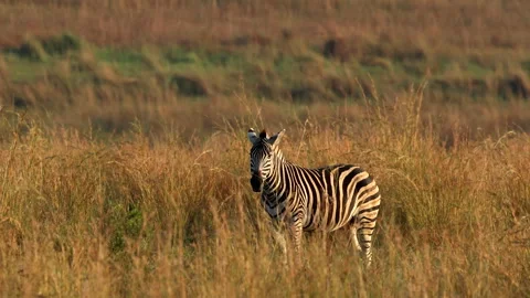 Zebra wagging its tail in tall golden grass under warm morning light at sunrise Vídeo Stock 306915651