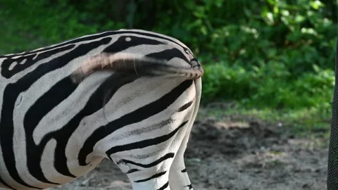 A zebra wags its tail close up shot Vídeo Stock 252252468