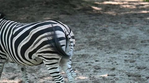 A zebra wags its tail while walking Vídeo Stock 252252462