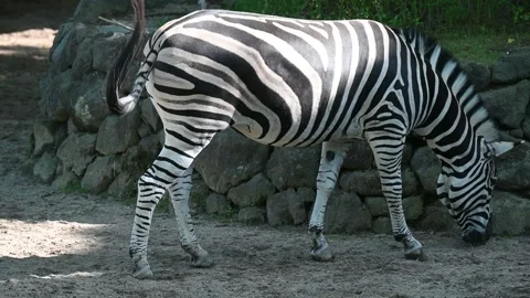 A zebra wags its tail while looking for food Vídeo Stock 252252467